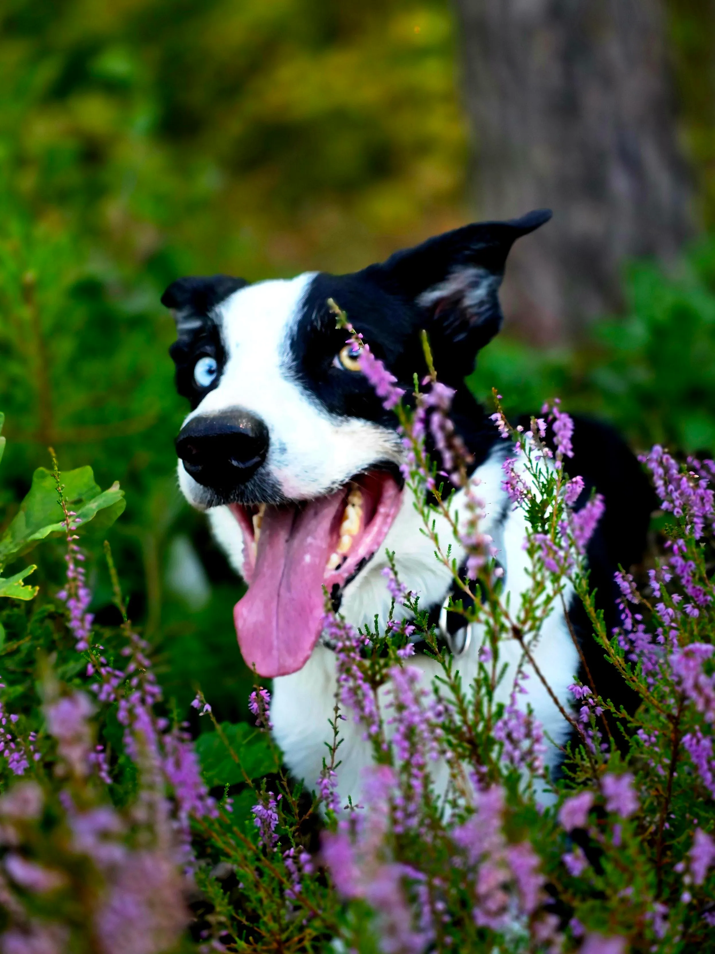 Boss, pies rasy Border Collie