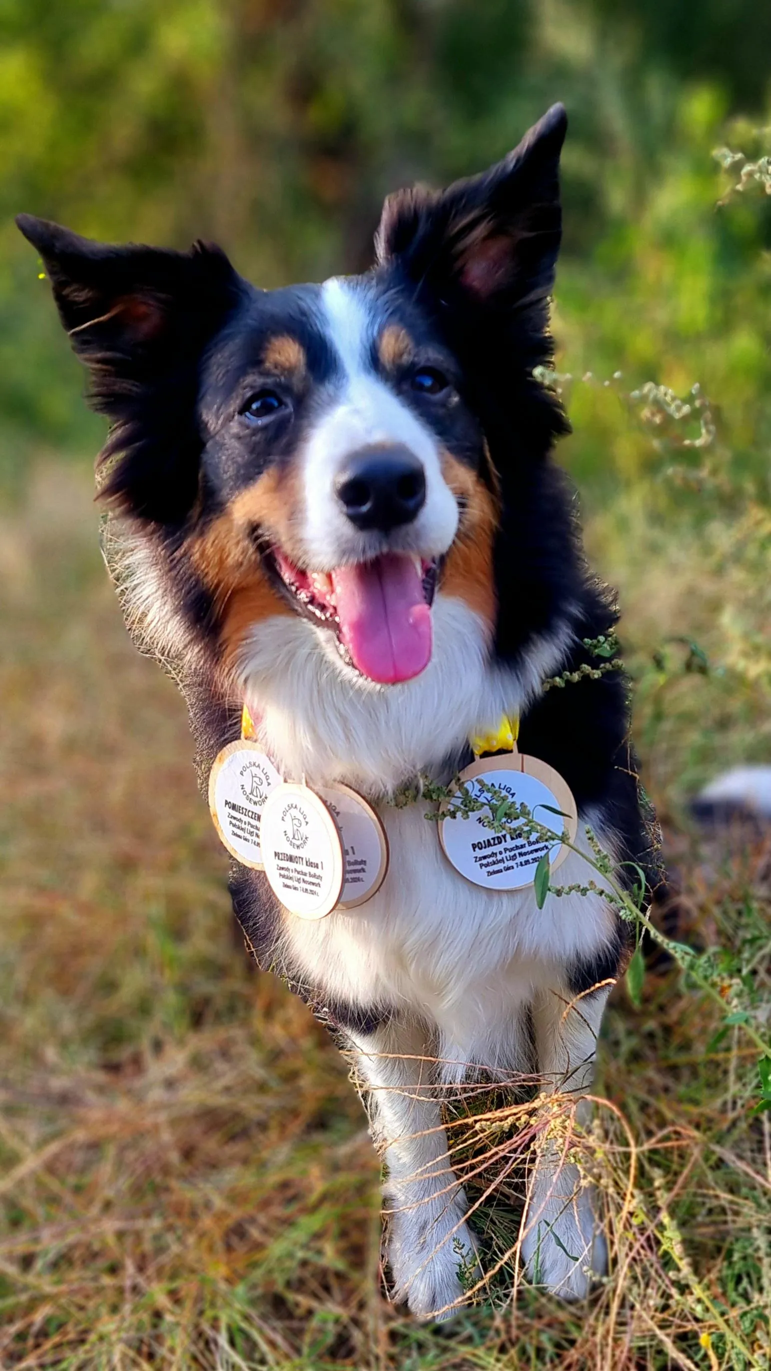Isia, suczka rasy Border Collie