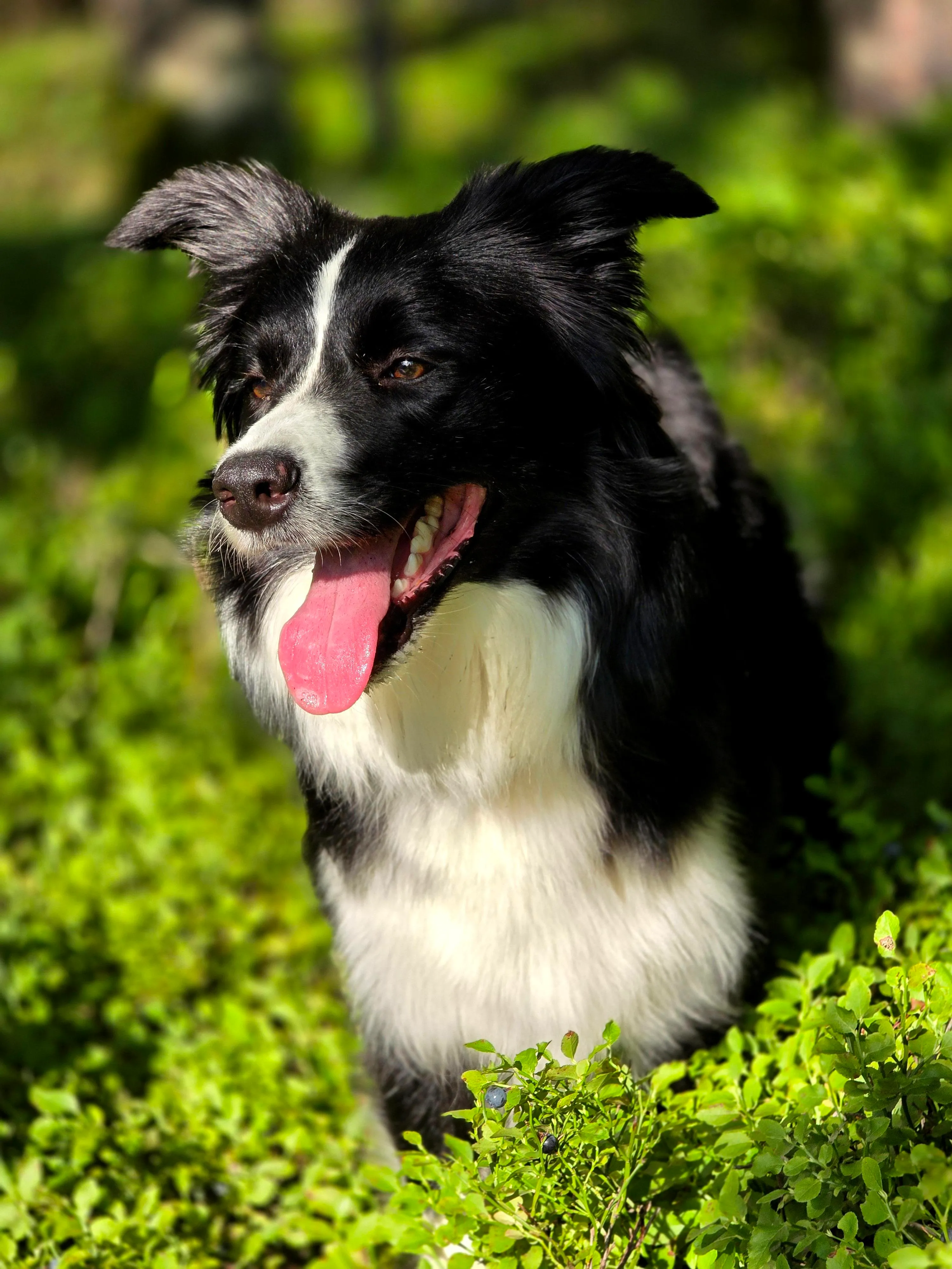 Oshe, suczka rasy Border Collie